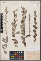 Salix aurita L. x Salix repens L.